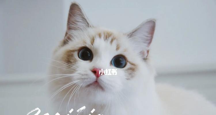 《猫咪大陆》2023年开服时间表公布（预测未来热门游戏）