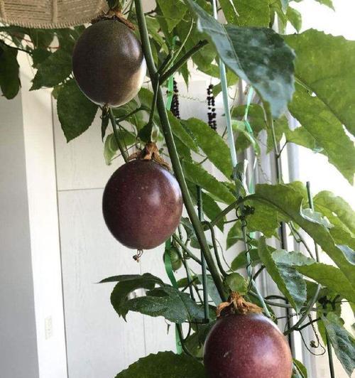 奶块百香果种植攻略（从奶块到果实）