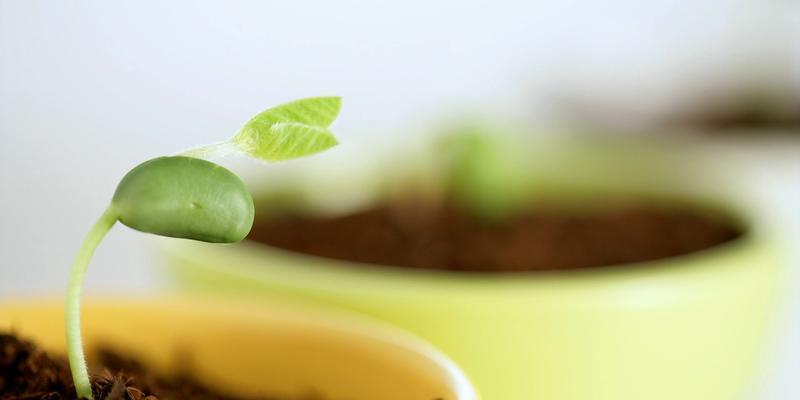 《发芽啦植物全解锁攻略》（从零开始）