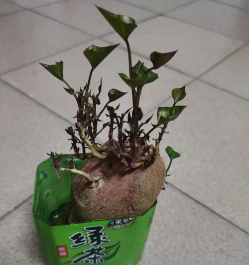 《发芽啦植物全解锁攻略》（从零开始）