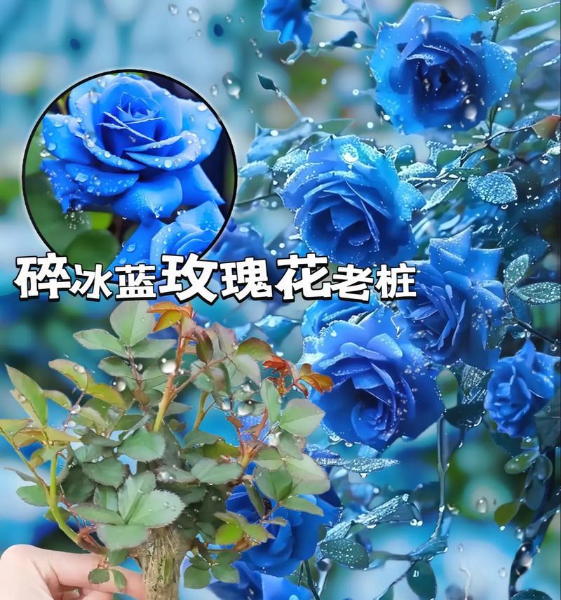 抖音小游戏蓝色妖姬解锁方法是什么？需要满足哪些条件？